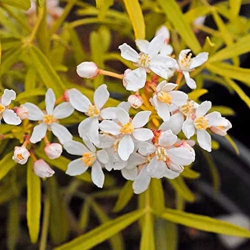 Thompson and Morgan Choisya Ternata Sundance Mexican Orange Blossom Shrub with Golden Leaves and Summer Flowers in a 2L Pot – 1