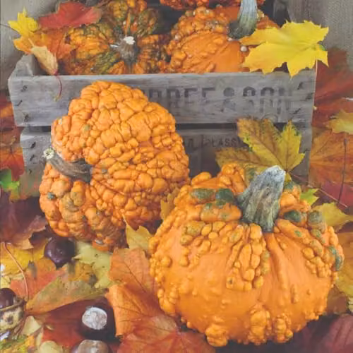 Thompson & Morgan Pumpkin Zombie Seeds, Kew Vegetable Collection, 5 Seeds per Packet