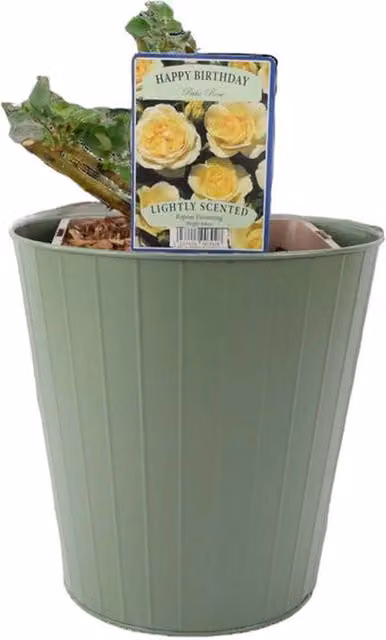 Plants By Post Happy Birthday Floribunda Rose Ornamental Shrub in 5.5L Pot, Yellow
