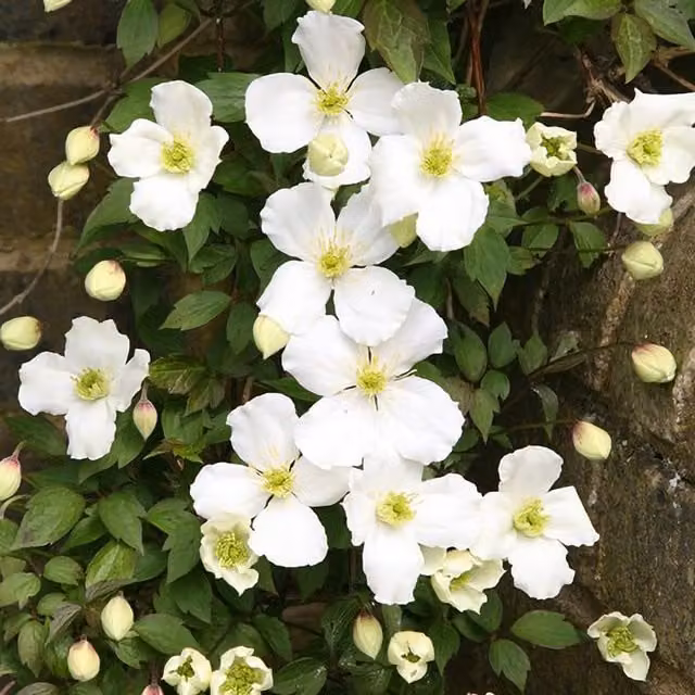 Plant Theory Clematis Montana Grandiflora White Flowering Climbing Plant in a Pot, Green