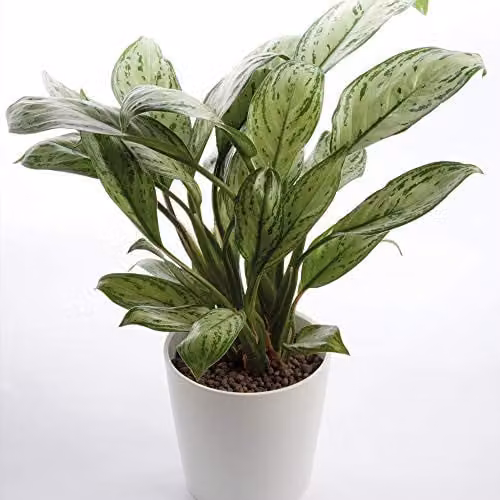 Thompson and Morgan Aglaonema Christina Evergreen Indoor House Plant, 1x 12cm Potted Plant