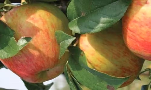 Direct Plants Howgate Wonder Apple Fruit Tree, 182.88 cm Tall, 12 Litre Pot