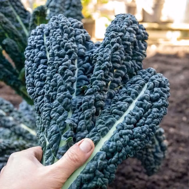 Marshalls Garden Cavolo Nero Black Kale Seeds, Hardy and Disease-Resistant
