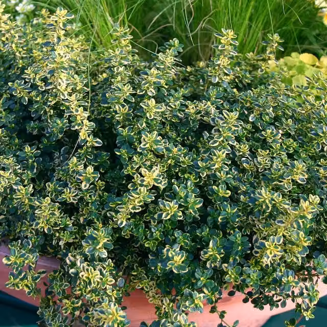 Marshalls Garden Variegated Lemon Thyme Thymus citriodorus Aureus Perennial Herb in Pot, Green, Gold and Pink