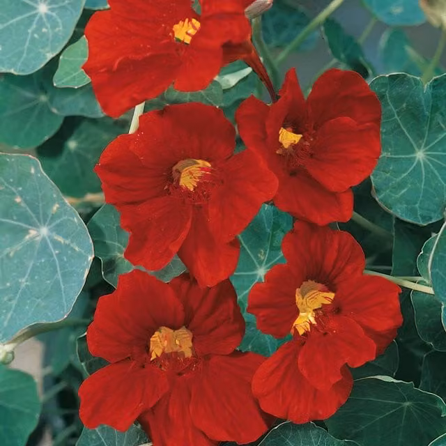 Unwins Crimson Emperor Nasturtium Red Flower Seeds