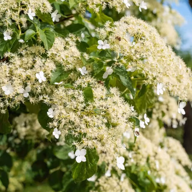 Marshalls Climbing Hydrangea Petiolaris with White Summer Flowers