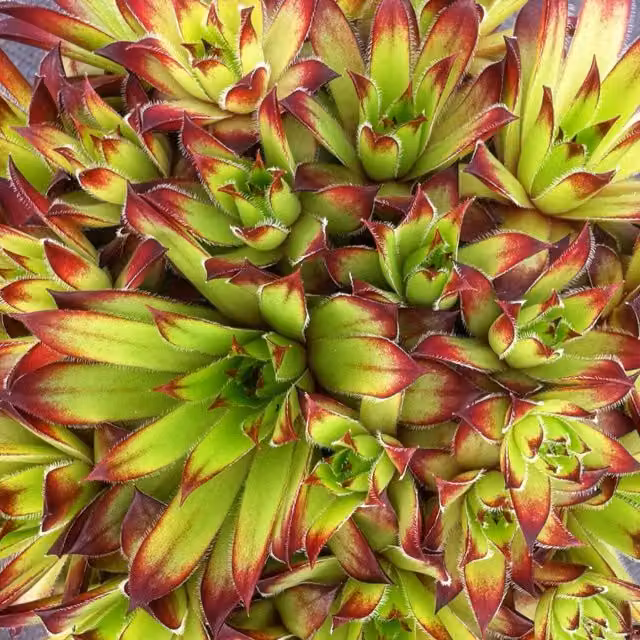 Marshalls Garden Sempervivum Atlas Green and Red Potted Perennial