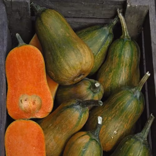 Thompson and Morgan Butternut Squash Inca Gold F1 Vegetable Seeds, 1x Packet – 3