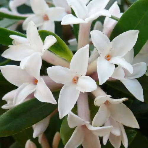 YouGarden Daphne Eternal Fragrance White Evergreen Spring Flowering Ornamental Shrub in 13cm Pot – 4