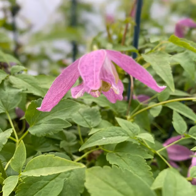 Plants By Post Clematis alpina Constance Pink Outdoor Climbing Plant