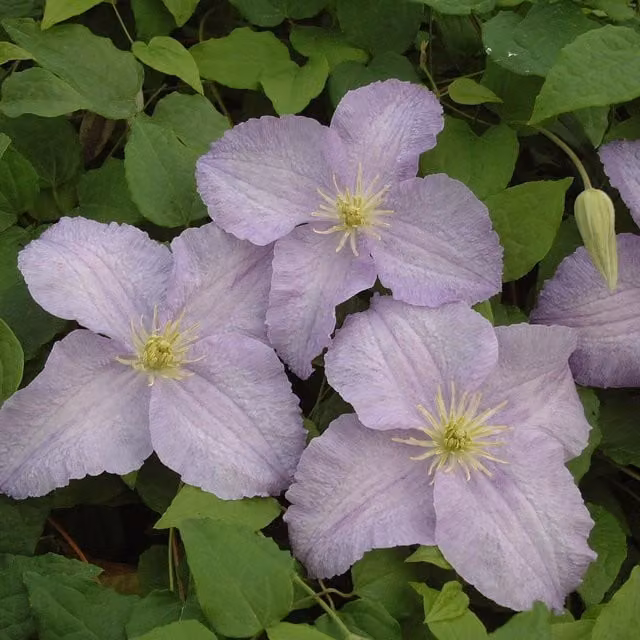 Plants By Post Clematis Forget Me Not Blue and Purple Outdoor Climbing Plant