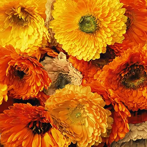 Thompson and Morgan Calendula Art Shades Mixed English Marigold Seeds, 150 Seeds