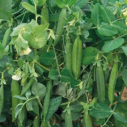 Thompson and Morgan Pea Alderman Main-Crop Hardy Annual Vegetable Seeds, 200 Seeds