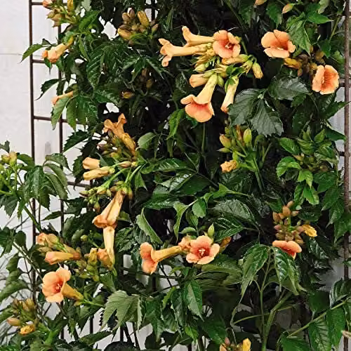 Thompson and Morgan Campsis x Tagliabuana Indian Summer Orange Climbing Hardy Shrub, 2 Litre Pot, Pack of 3 – 2