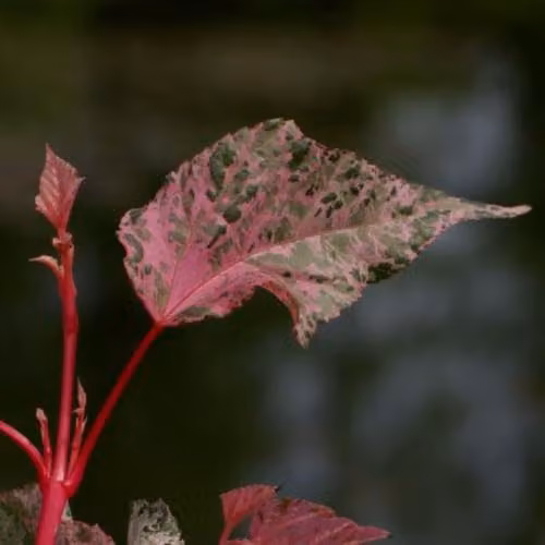 Thompson & Morgan Acer Conspicuum Red Flamingo Variegated Multi-Stemmed Ornamental Shrub, 3 Litre Pot – 2