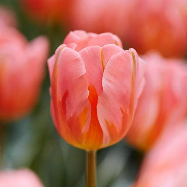 Plants By Post Pretty Princess Triumph Tulip Bulbs, Pink, Red and White, Pack of 15