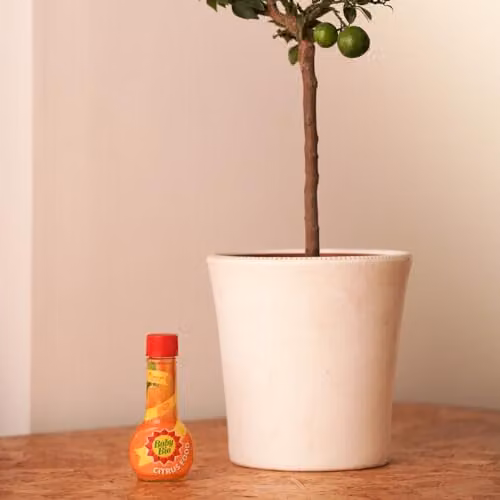 Baby Bio Citrus Plant Food Liquid Tonic, 175ml – 3