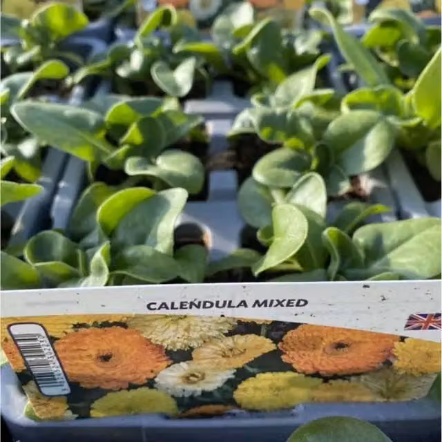 Plants by Post Calendula Mixed Bedding Plants, 12 Plants, Orange, Yellow and Multicolour