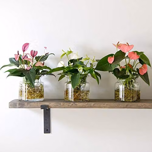 Thompson and Morgan Anthurium Aqua Pink Flowering House Plant in a Clear Glass Vase, 1 x 14cm Pot – 5