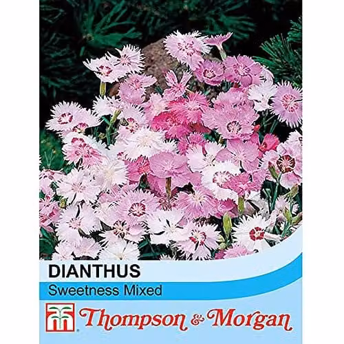Thompson and Morgan Dianthus plumarius Sweetness Mixed Pink Carnation Hardy Perennial Flower Seeds, 50 Seeds