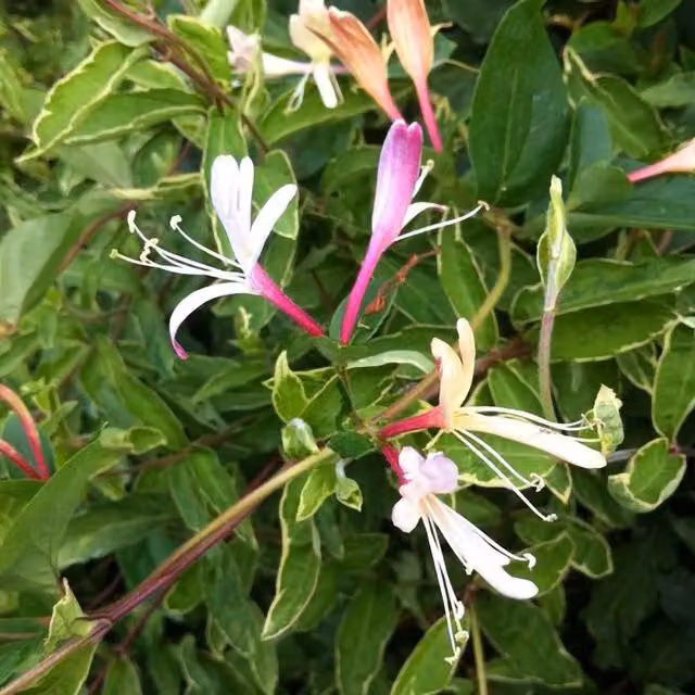 Plant Theory Lonicera Japonica Dart's World White Flowering Climbing Plant, Green