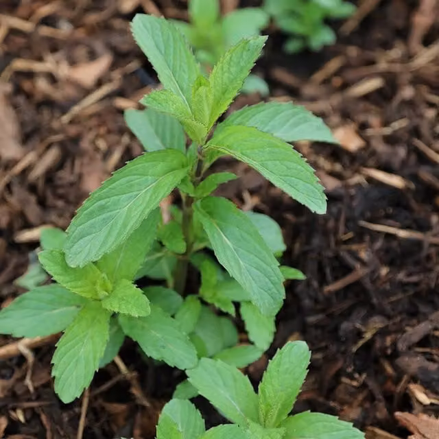 Primrose Mentha x Piperita Swiss Mint Perennial Herb Garden Plant in a 9cm Pot, Green