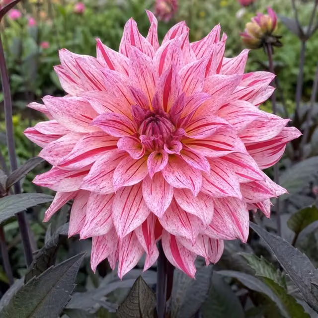 Plants by Post Dahlia Fun Rose Bicolour Pink and White Perennial Garden Plant, 3L