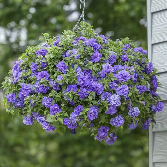 Plant Theory Set of 3 Tumbelina Compact Sophia Blue and Purple Petunia Bedding Plants in 9cm Pots