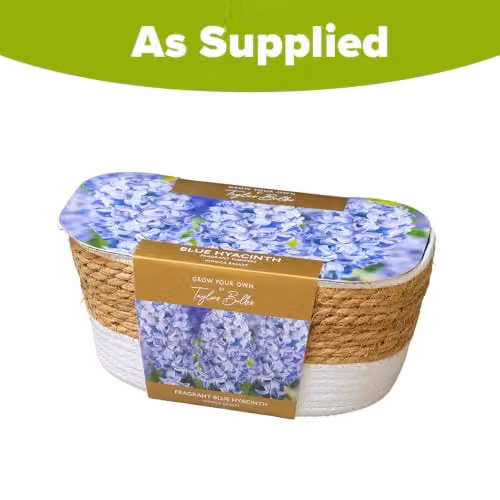 YouGarden Blue Hyacinth Indoor Plant Kit with 5 Bulbs and Wicker Planter – 2