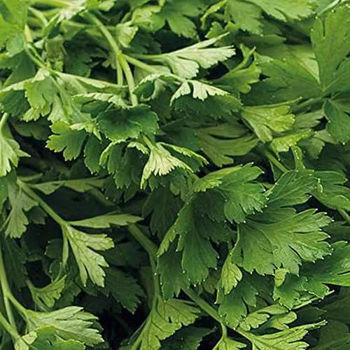 Thompson and Morgan Organic Flat Leaved Parsley Seeds, 700 Seeds