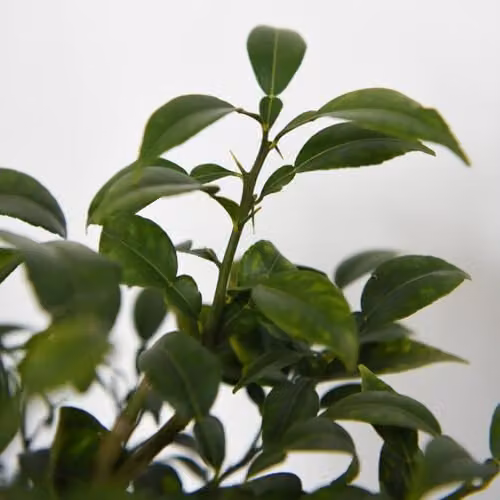 Thompson and Morgan Yuzu Citrus Fruit Tree, 3 Litre Potted Plant – 2