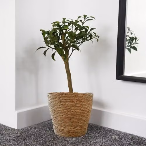 Thompson and Morgan Yuzu Citrus Fruit Tree, 3 Litre Potted Plant – 3