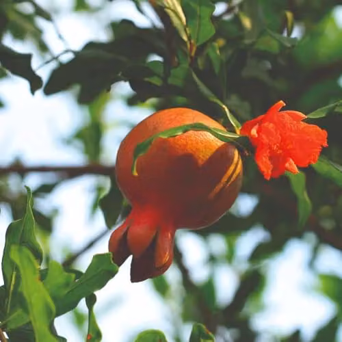 Thompson & Morgan Punica granatum Pomegranate Tree, Ornamental Deciduous Shrub with Orange Flowers and Edible Fruit, 15cm Pot