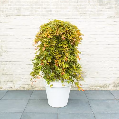Thompson and Morgan Japanese Maple Cascade Emerald Acer Palmatum Weeping Ornamental Tree, 3 Litre