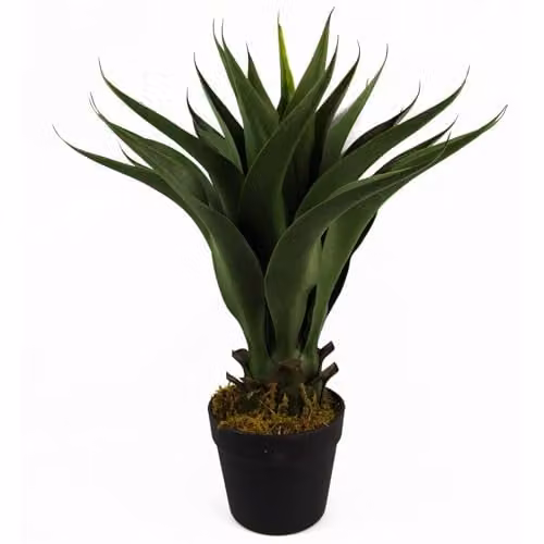 Botanik Green Artificial Potted Yucca Tabletop Plant, Height: 55 cm – 1