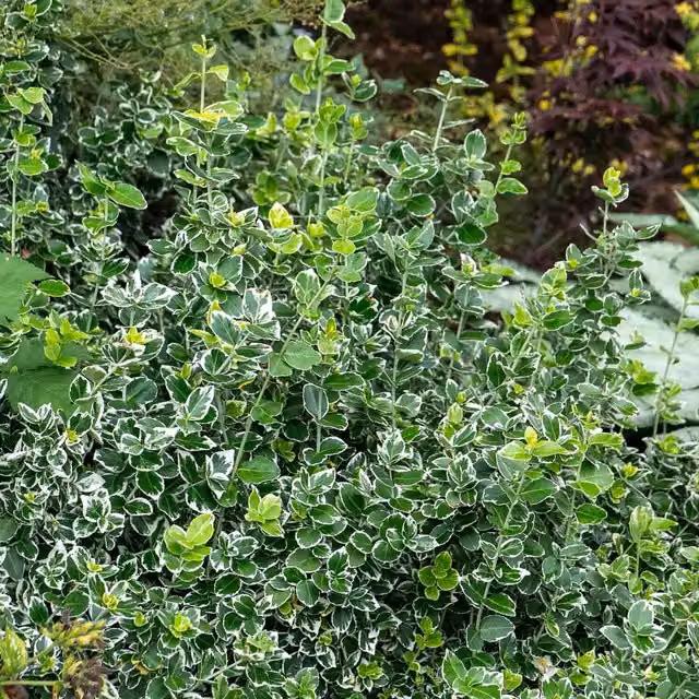 Marshalls Garden Euonymus fortunei Emerald Gaiety Climbing Shrub in Green, White and Pink