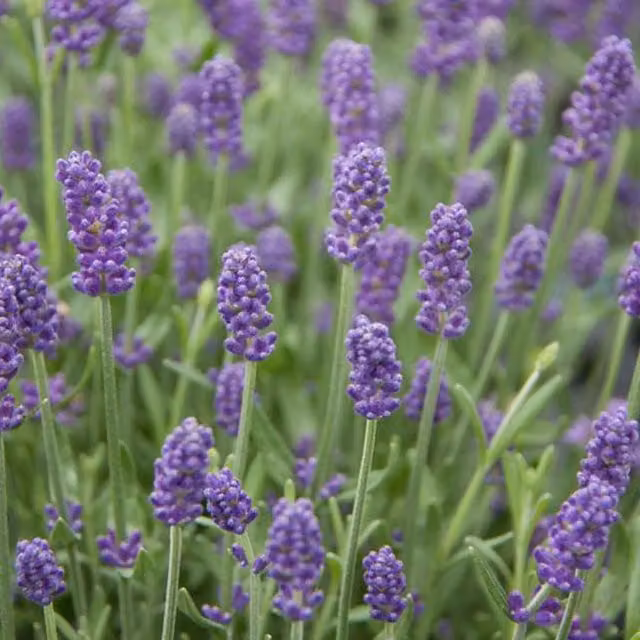 Plants By Post Lavandula Perennial Summer Ornamental Plant in 2L Pot
