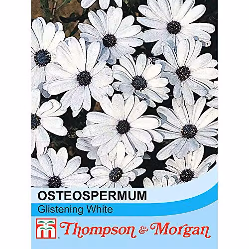 Thompson and Morgan Osteospermum Glistening White African Daisy Flower Seeds, 80 Seeds – 2