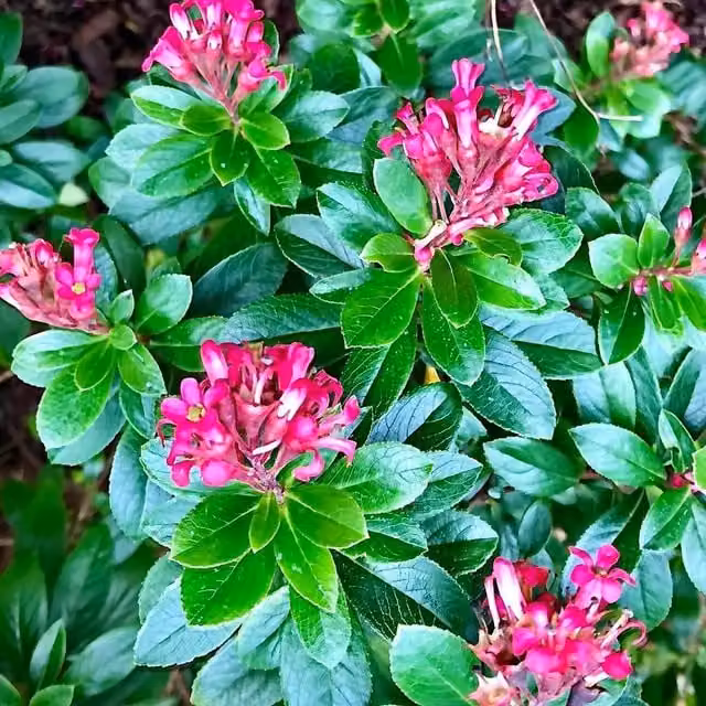 Direct Plants Escallonia Red Elf Pink Evergreen Garden Shrub Plant