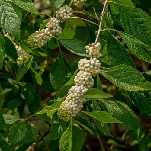Thompson & Morgan Callicarpa bodinieri Magical Snow Queen White Beauty Berry Shrub with Decorative Winter Berries, 9cm Pot – 2