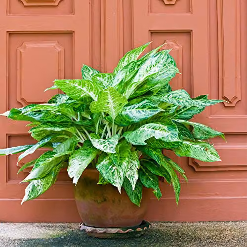 Thompson and Morgan Aglaonema Christina Evergreen Indoor House Plant, 1x 12cm Potted Plant – 2