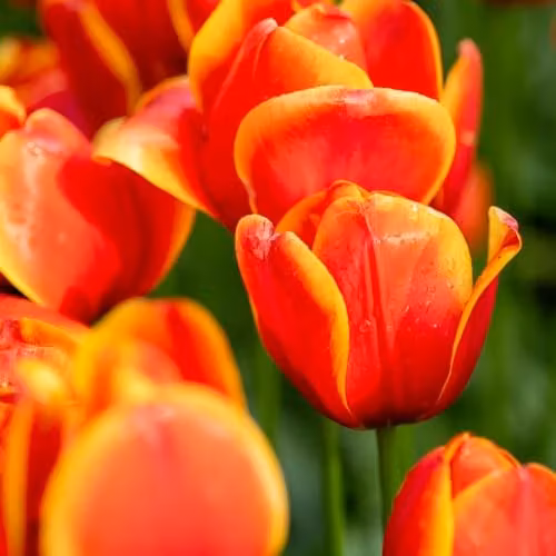 Thompson and Morgan Nurseryman's Choice Tulip Bulbs, Vibrant Multicolour Spring Flowering Mix for Borders and Containers, 8 Bulbs – 3