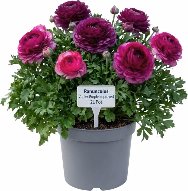 Plants by Post Purple Ranunculus Spring Potted Outdoor Ornamental Plant