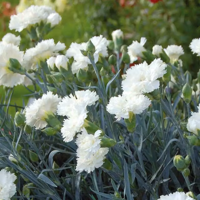 Marshalls Garden Dianthus Pinks Collection of 3 Scented Perennial Varieties in Pink and White for Pots and Borders