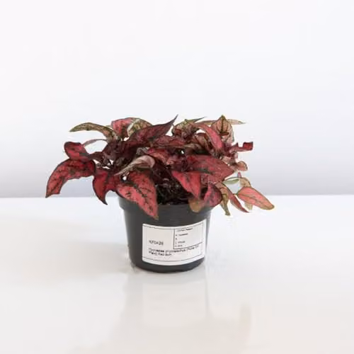 Thompson & Morgan Hypoestes Phyllostachya Red Polka Dot Plant with Red and Green Foliage, Pack of 3 x 9cm Pots – 4