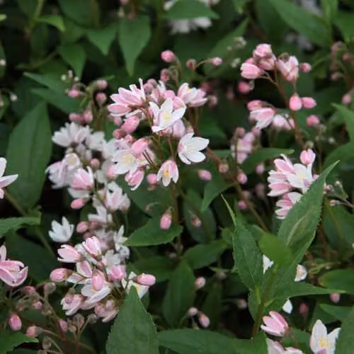 Thompson and Morgan Dwarf Deutzia rosea Yuki Cherry Blossom Deciduous Hardy Shrub with White and Pink Blooms, 3-Litre Potted Plant – 3