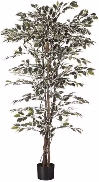 KDMD Green Variegated Ficus Potted Tree, 7ft