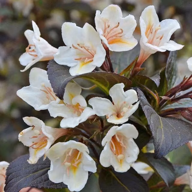 Marshalls Garden Weigela Ebony and Ivory Compact Ornamental Flowering Shrub, Green and White