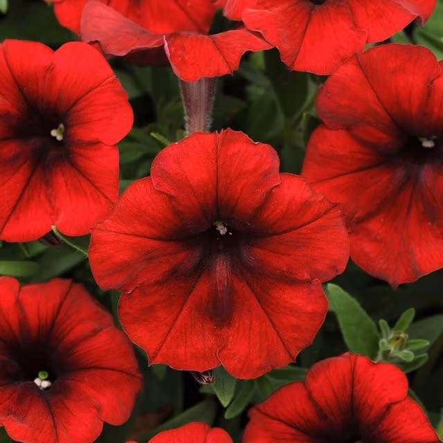 Set of 3 Red Easy Wave Velour Petunia Bedding Plants by Plant Theory in 9cm Pots