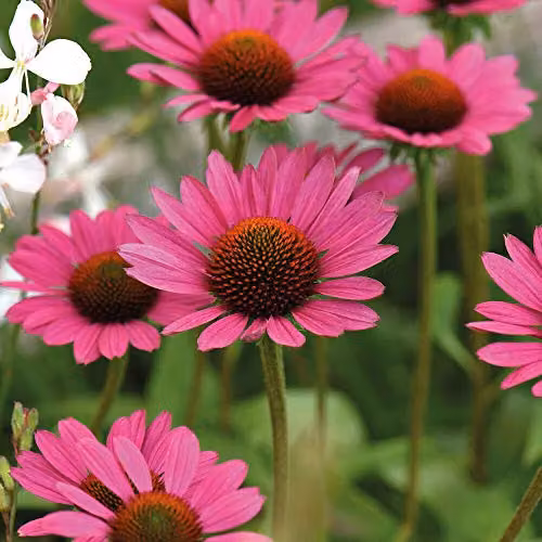 Thompson and Morgan Echinacea Magnus Pink Flowering Hardy Perennial Seeds, 25 Seeds per Packet